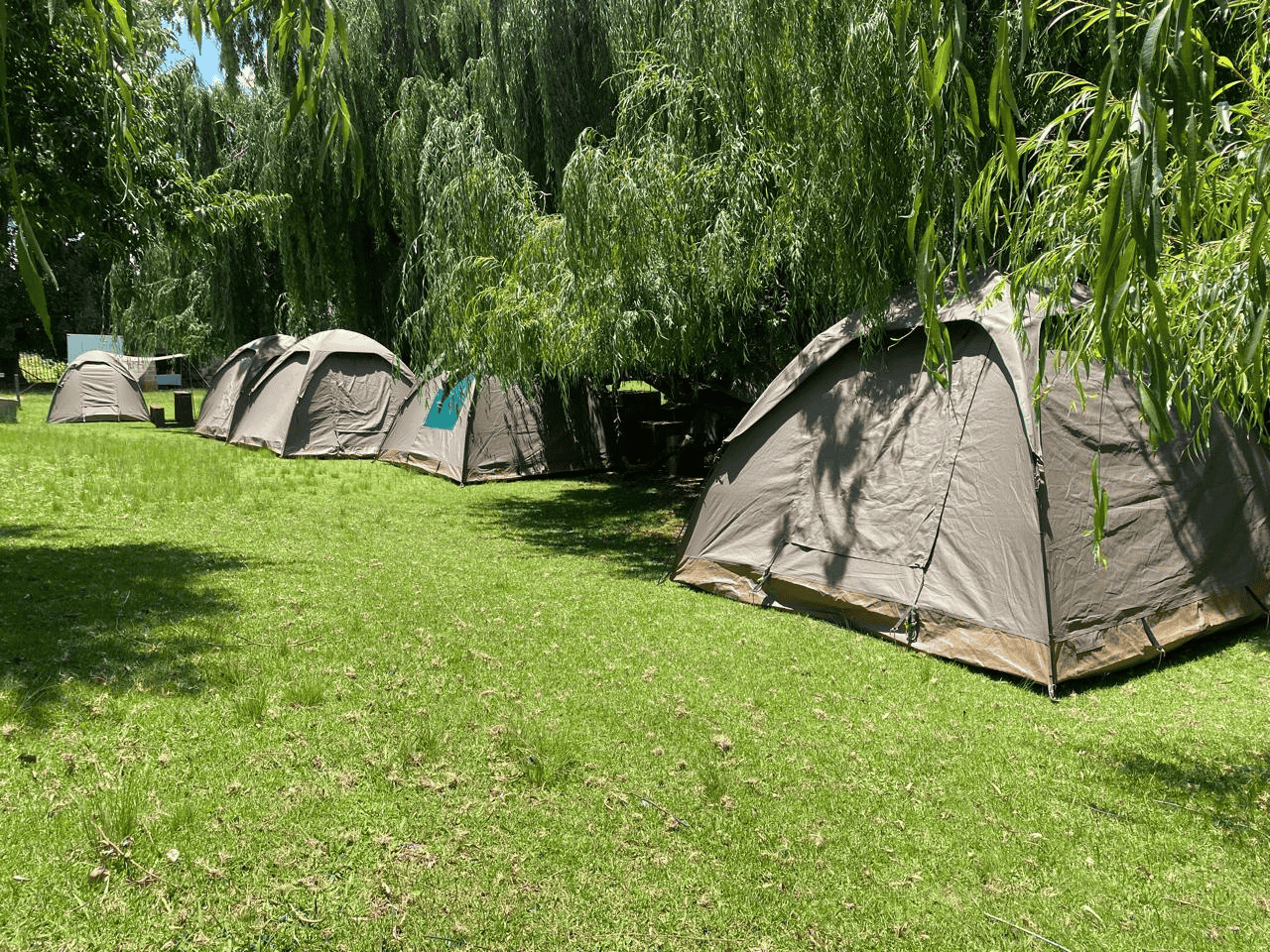 Camping — tents under willow trees